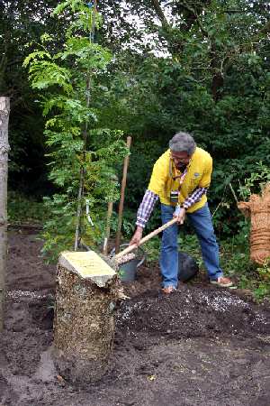 Mann setzt einen Baum in die Erde