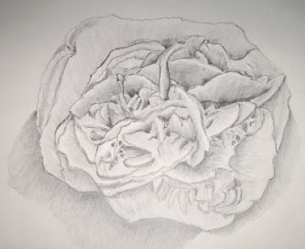 Gezeichnete Rosenblüte, teilweise undefinierte Bereiche